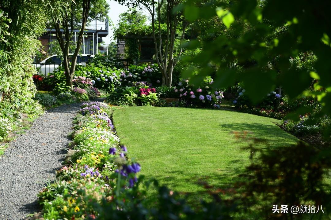 角堇一年开几次花，角堇一年生吗（一整面风车茉莉的花墙被拆掉了）