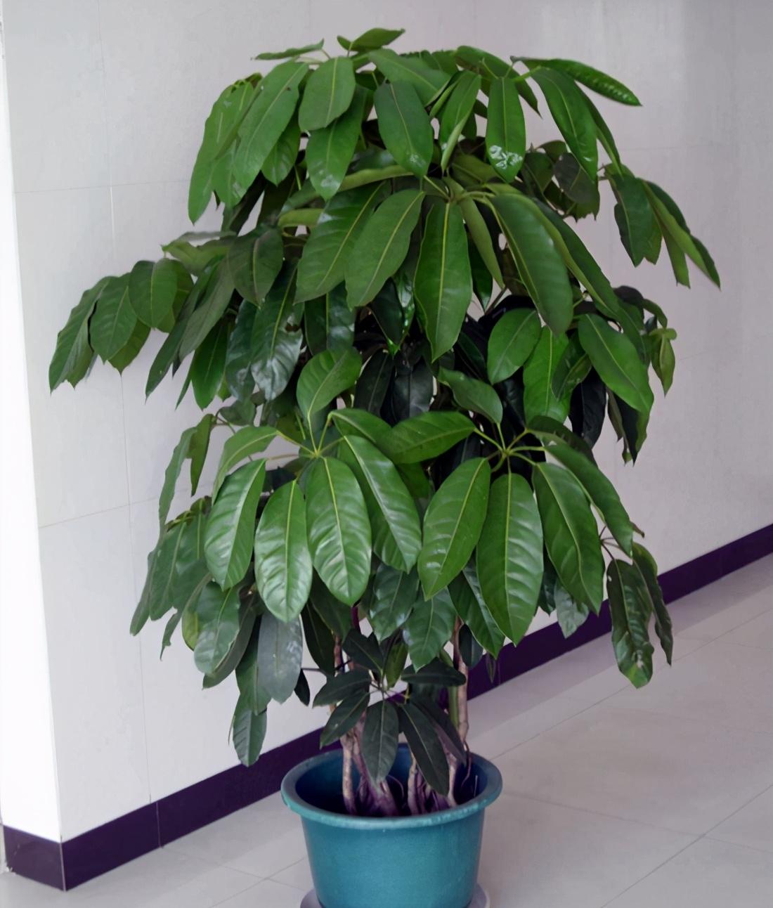 招财树八方来财图片及养殖方法(八方来财发财树的养殖方法和注意事项)