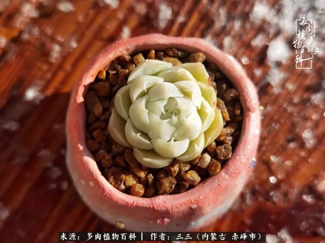 雪候鸟是什么意思，雪候鸟歌词表达什么意思（多肉于我从来不是锦上添花）