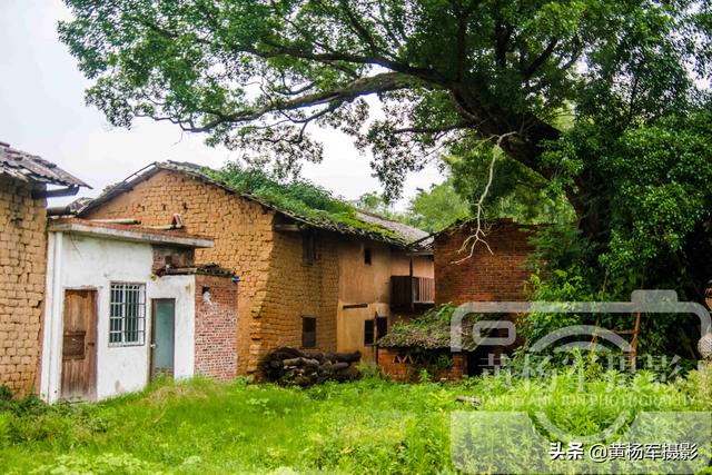 榕树的资料，小叶榕树图片（广东北部古树名木最多的县）