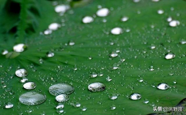 妙语连珠的意思，妙语连珠是什么意思（上联：妙“雨”连珠荷上滚）