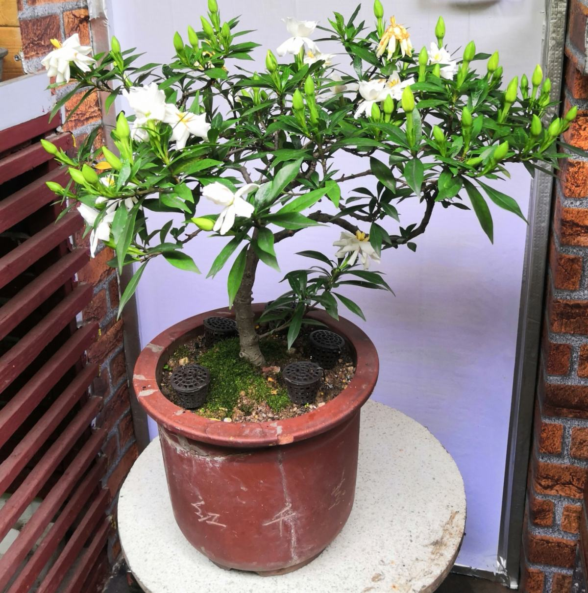 有香味的花(哪些花香味比较好闻)