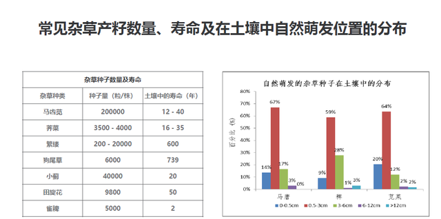 园林绿化杂草处理，园林除杂草，怎样省钱又省力
