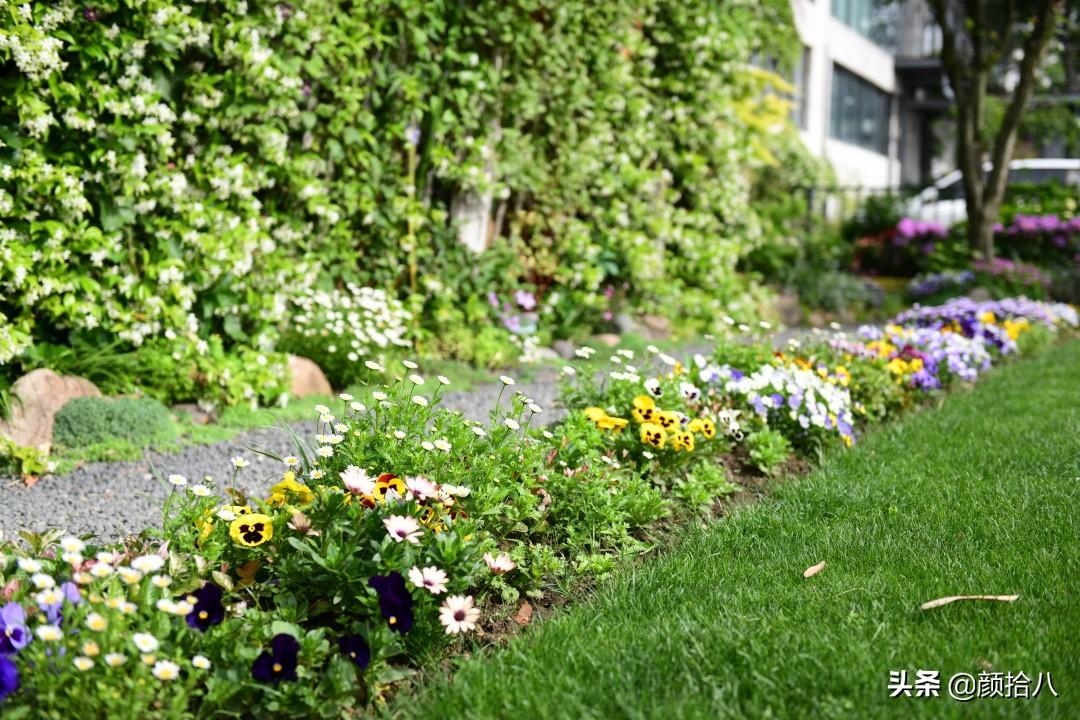角堇一年开几次花，角堇一年生吗（一整面风车茉莉的花墙被拆掉了）