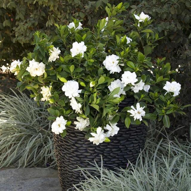 九里香什么时候开花，九里香怎么养才能开花（夏天“最香的”6种花）