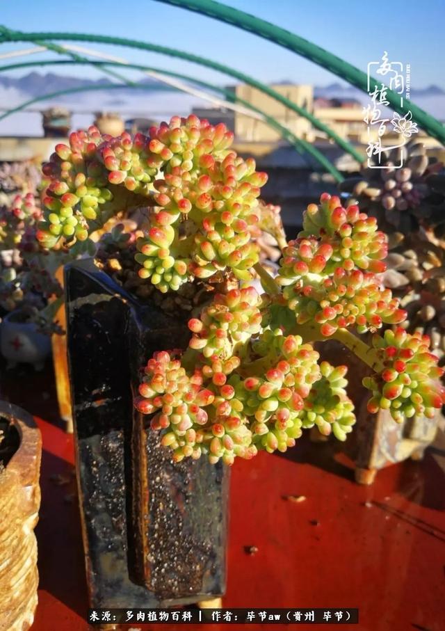 晴天橙子可爱头像微信，晴天橙子可爱头像（有多少次的会心一笑，全因多肉）