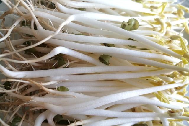 如何自种绿豆芽，怎样自己种绿豆芽（不用土壤不用肥料）