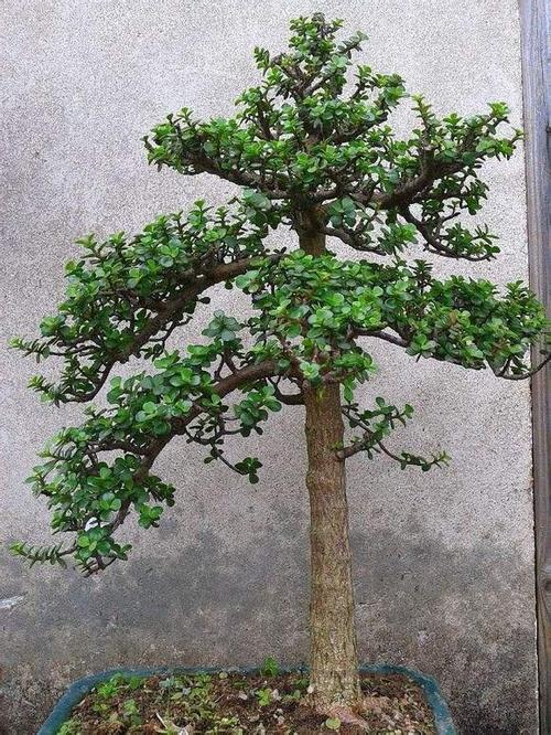 金枝玉叶植物,变成值钱"老树桩"(金枝玉叶如何繁殖)_犇涌向乾