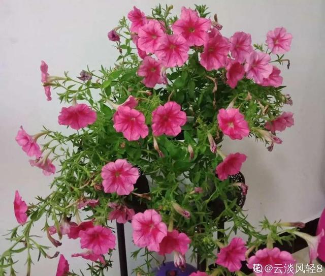 春天开的花有什么，春天绽放的花有哪些（6种花疯狂冒花苞）