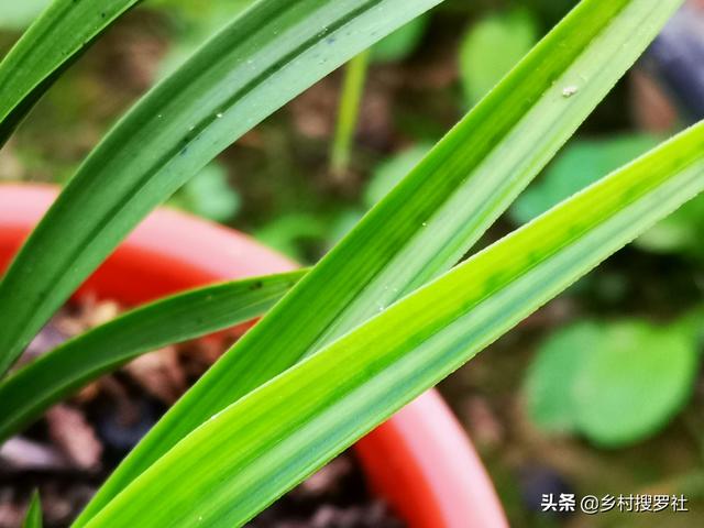 兰花黑斑病图片，兰花常见虫害和防治方法（兰花叶片的4种黑斑）