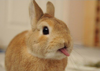 撒娇女人最好命吃兔兔图片
