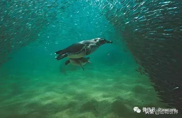 企鹅都有哪几种分别生活在哪里呢，企鹅都有哪些（详解世界上的18种企鹅<一>）