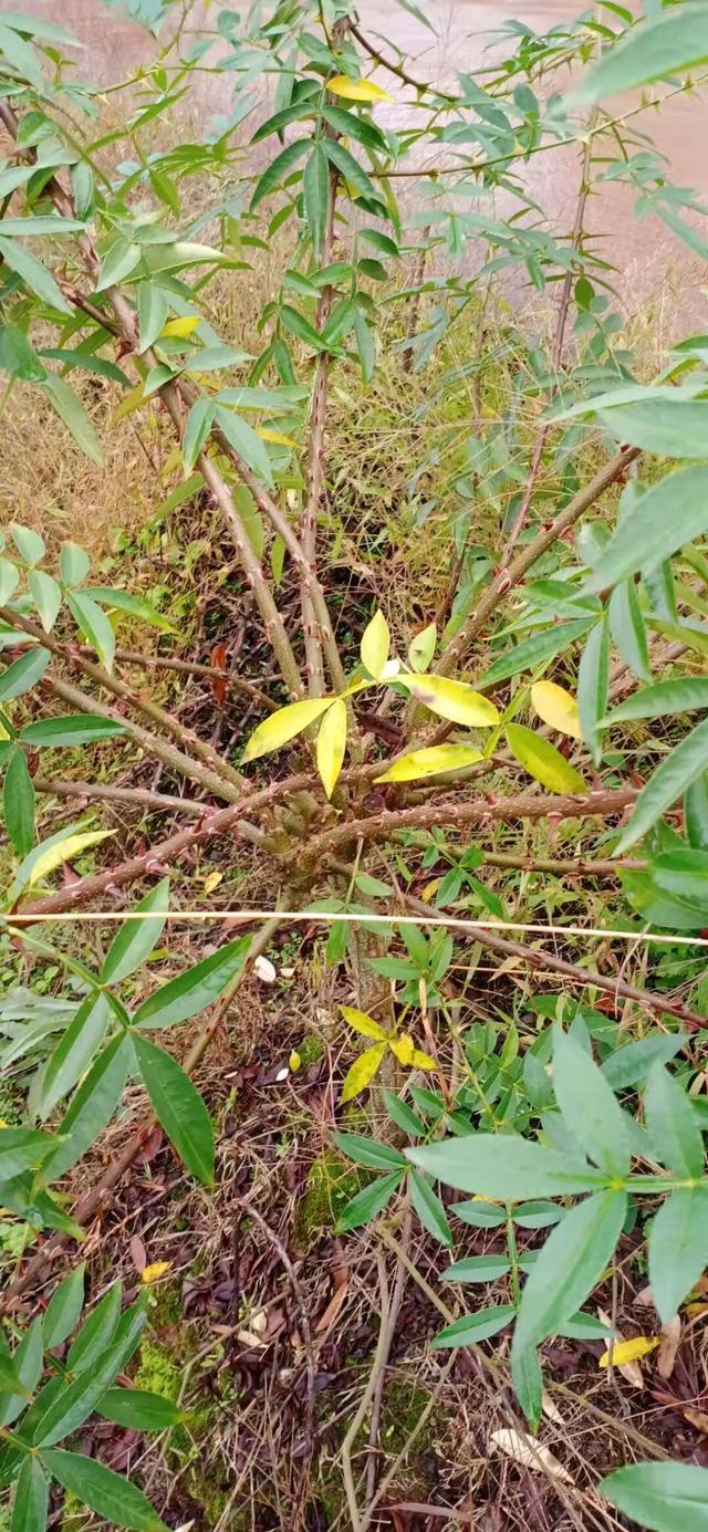 青花椒怎么做的，青花椒怎么制作（你知道你吃的花椒生产过程吗）