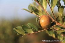 每天喝一口茶油的功效，茶籽油一般多少钱一斤（食用油之王——山茶油的妙用）