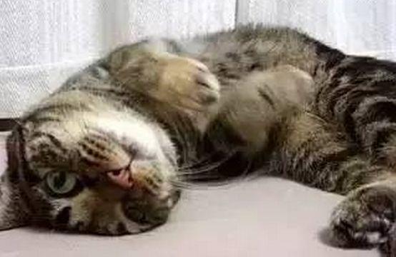 猫弓背尾巴竖起代表什么，猫咪尾巴竖直是对你表达好感还是攻击性动作