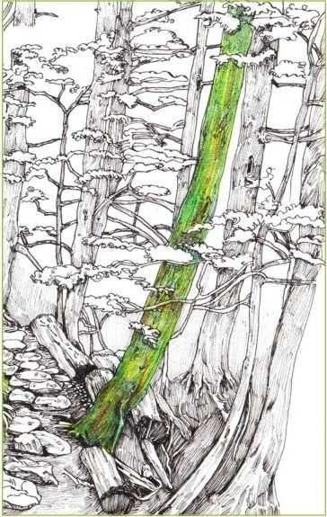 马克笔绘画教程风景画，马克笔绘画教程入门（适合初学者学习的彩铅风景画步骤教程）