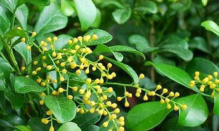 米兰空气，叫它“天然香水”不为过（米兰空气污染）