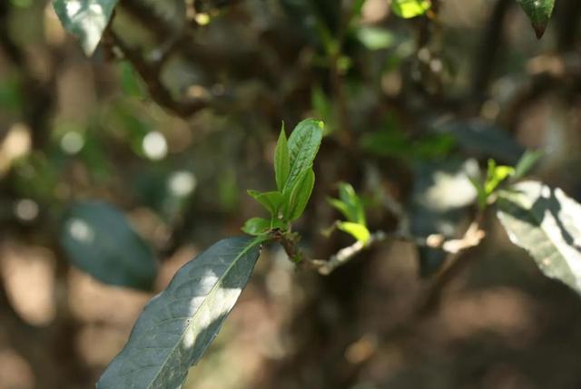 梅子箐古树茶特点，梅子箐古树茶是生普吗（2021年爆火的梅子箐）