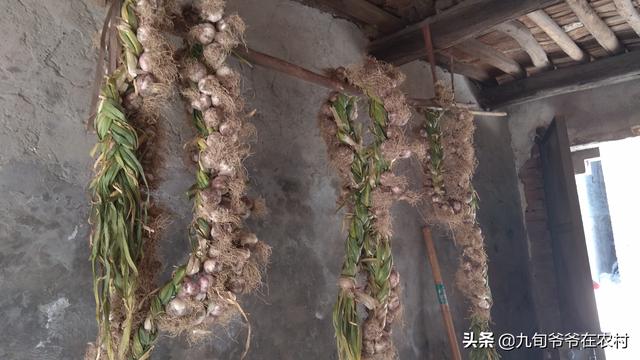怎么编蒜辫子图解，怎样编蒜辫子（刚刨出的大蒜编起来）