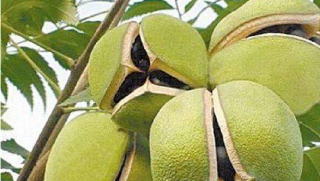 文冠果（文冠果树），文冠果：被埋没的中华特产（文冠果的果）