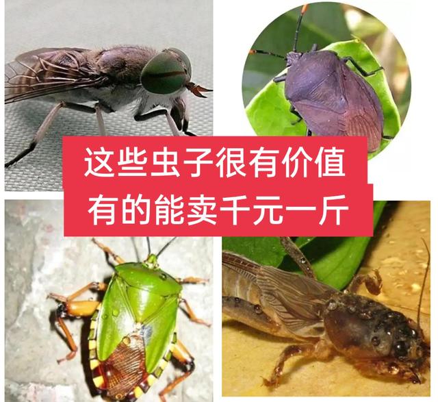 10000种昆虫名字，有的能卖1000多元一斤