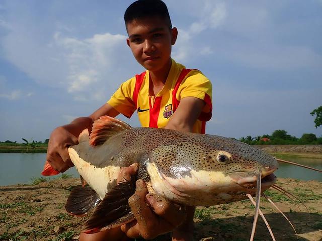 红尾鲶怎么养,红尾鲶的天敌(红尾鲶绝对是钓鱼人无法拒绝的诱惑)