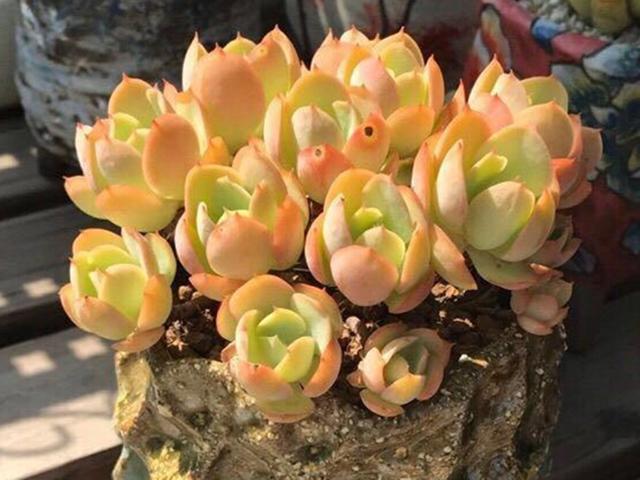 碧桃(碧桃多肉),多肉碧桃养护不能按套路(碧桃多肉好看吗)