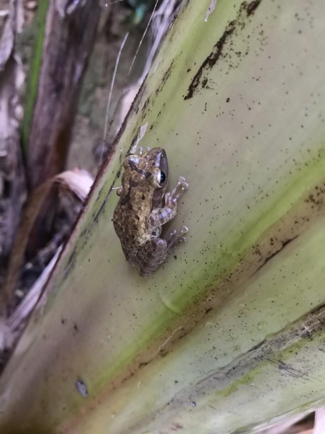 中国树蛙的品种简介，中国树蛙品种大全（他在蕉林里的发现）