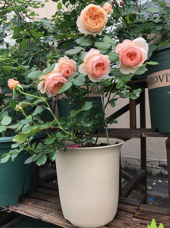 玛格丽特王妃月季，玛格丽特王妃花苞（最值得养的“月季”）