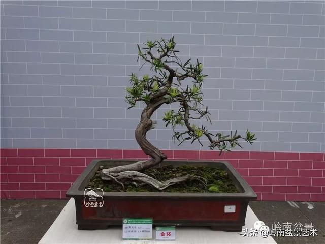 台湾罗汉松，飘逸优雅的海岛罗汉松盆景（台湾罗汉松的养殖方法和注意事项）