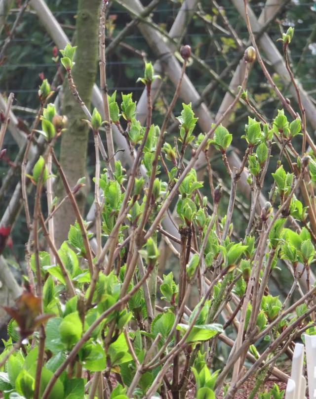 绣球花怎样种植，绣球花苗买回来怎么种植最好（还是太嫩了）