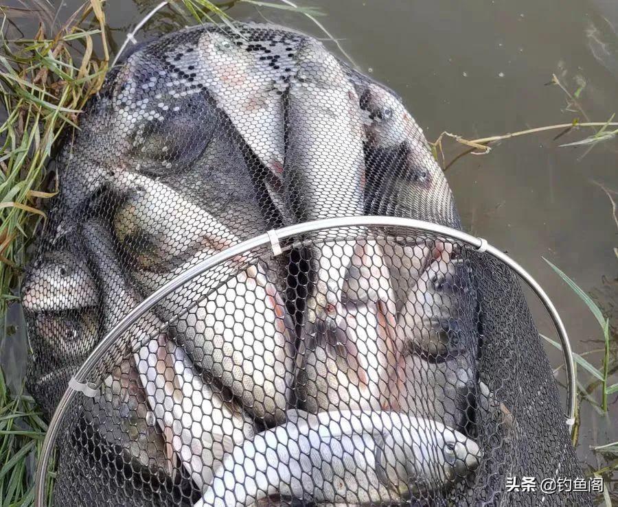 库钓鲢鳙进阶必备！最新钓鱼小配件助你轻松上鱼，提升实战效率与乐趣