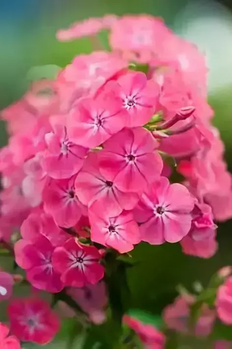 各种花开放的时间（100种常见花的花开时间附图）