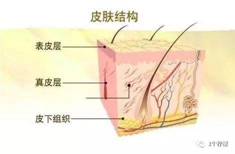 皮肤的分层与结构图，表皮分层结构及作用（皮肤结构之真皮层）