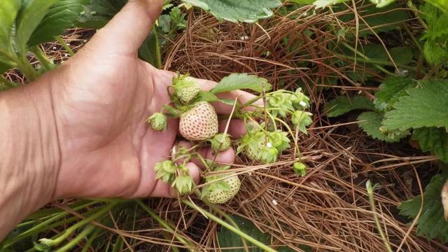 菠萝草莓种植方法，奶白色的果子看着就诱人
