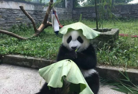 绿帽子是什么意思(保健食品绿帽子是什么意思)