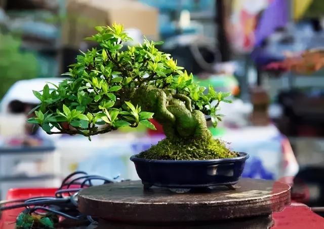 黑矾的功效与作用，使栀子花叶色浓绿光亮