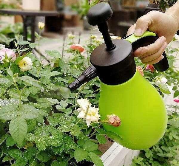 月季花生白粉病怎么办，月季花白粉病如何处理（月季得了白粉病）