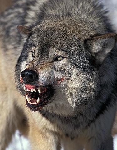 狼的图片凶狠霸气图片