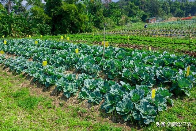 为什么菜粉蝶喜欢在菜地里飞舞，为什么菜粉蝶喜欢在菜地里飞舞呢（有4种不喷农药防治方法）