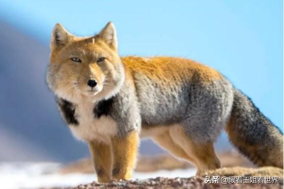 越丑的动物越珍稀,国字脸的狐狸走红,千万不要"以貌取人"