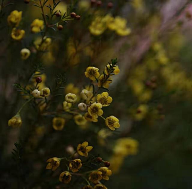 红腊梅花语，红色腊梅花花语（鲜花的一千零一种表达方式腊梅花花语）
