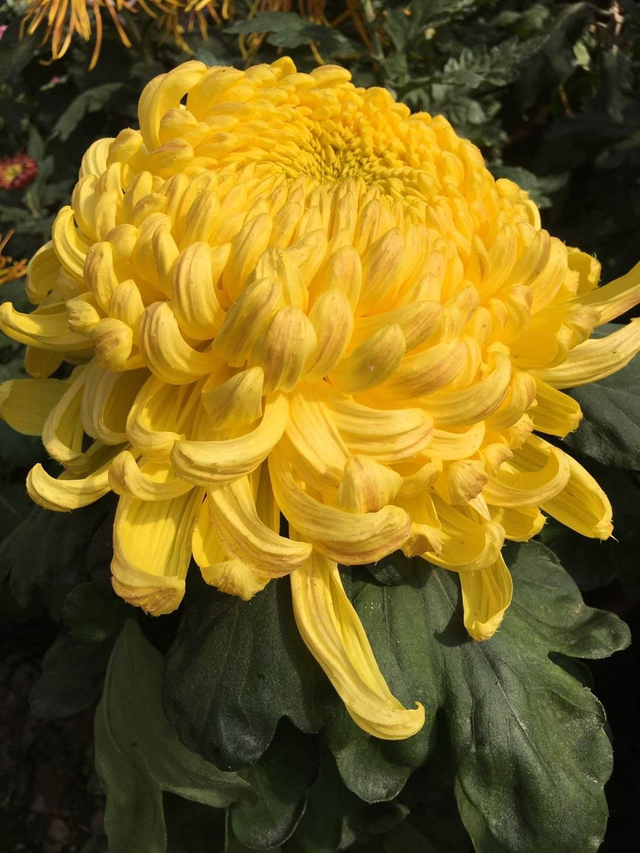 黄金菊怎么养，黄金菊用什么土种植（秋天养盆“俏姑娘”）