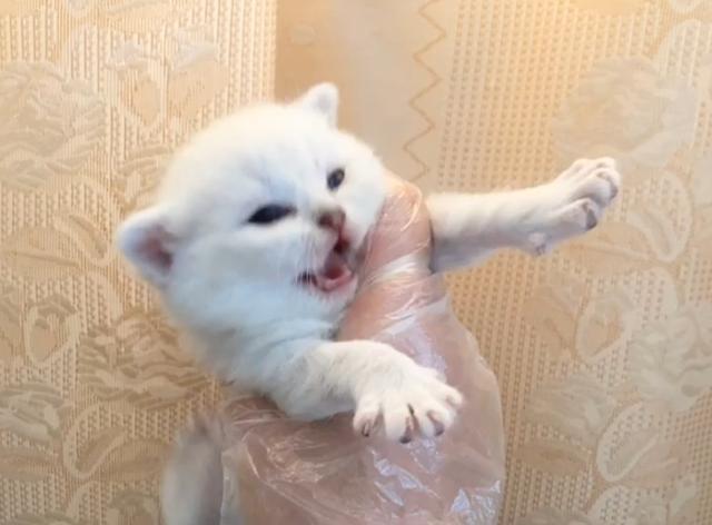 猫一窝能生几只，猫一年生几窝（猫咪生了5只小猫）