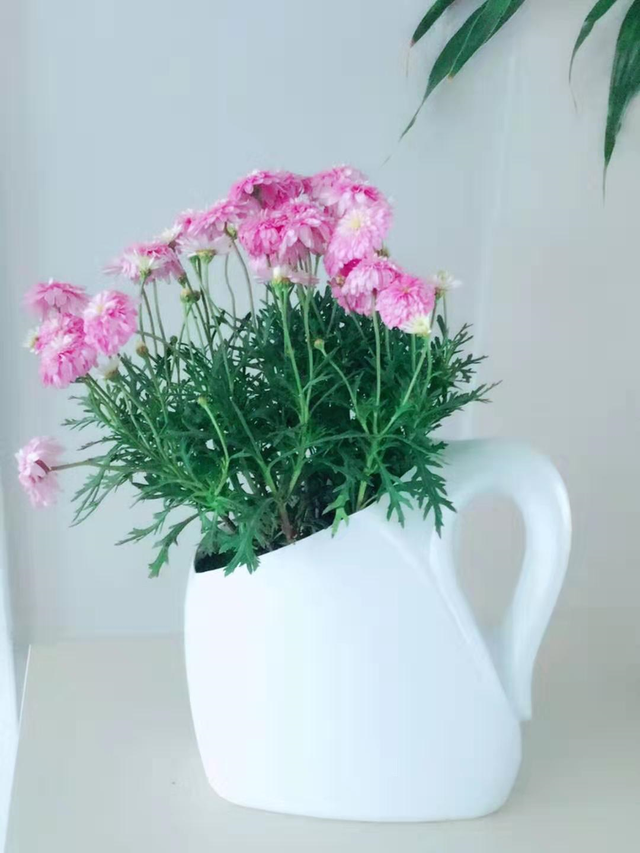 洗衣液瓶子做简易花盆制作方法，洗衣液瓶子如何做制作花盆（洗衣液桶别扔）