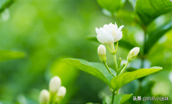 茉莉花花语是什么，茉莉花有什么特点（茉莉花的3个花语你知道吗）