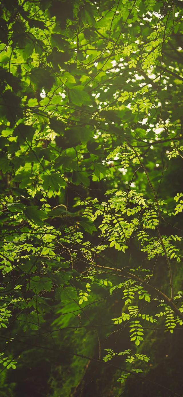 唯美植物花类头像微信，唯美植物花类头像（小清新绿色护眼植物+唯美绽放的瞬间​​​）