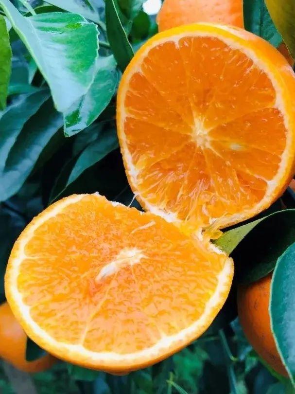 写乡村甘蔗的优美句子，家乡的甘蔗作文1000字（环江蜜汁沃柑，迷之好吃）