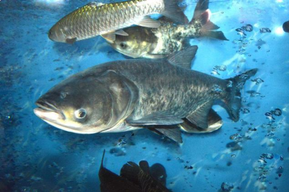 怎样做红烧塘角鱼，红烧塘角鱼怎么做好吃（这4种河鱼在农村常见）