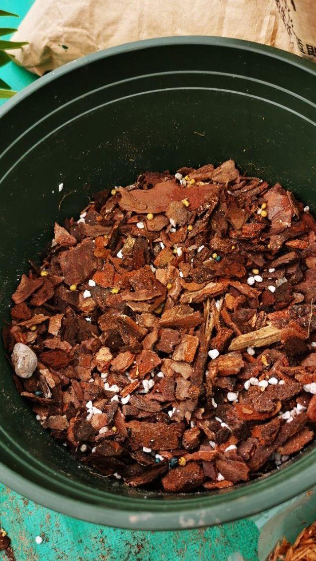 石斛兰怎么养，阳台养花记录-石斛兰花篇（石斛兰好养吗 新手能养吗）